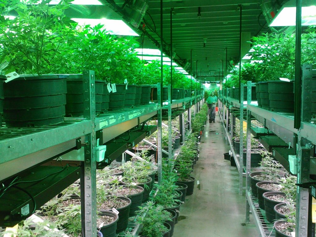 Cannabis Greenhouse Humidification Solutions