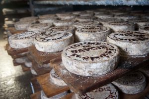 cheese rinds aging using humidity