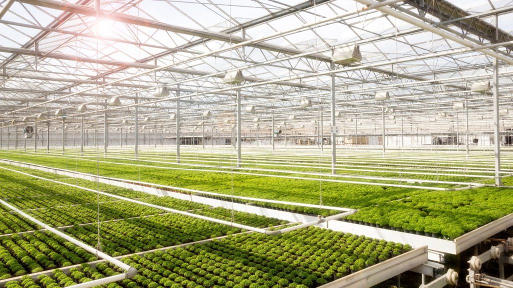 5 ways to make sure that your greenhouse air is properly humidified