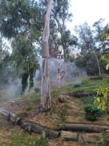 fog misting rings around trees in animal habitat