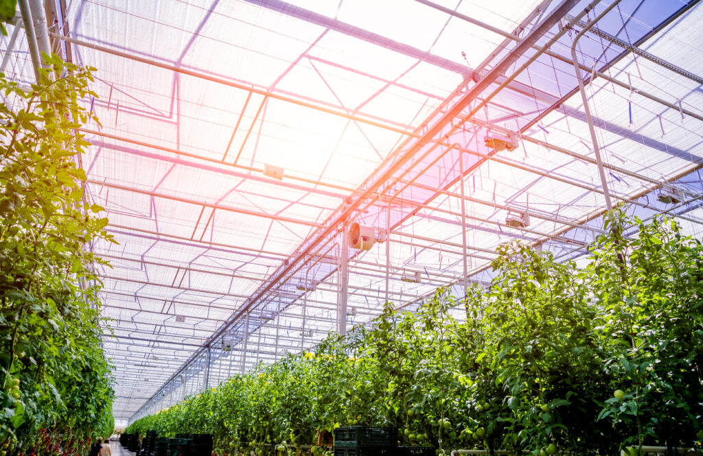 Rows of plants growing inside big industrial greenhouse. Industrial agriculture background.