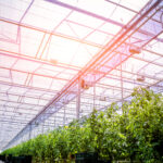 Rows of plants growing inside big industrial greenhouse. Industrial agriculture background.