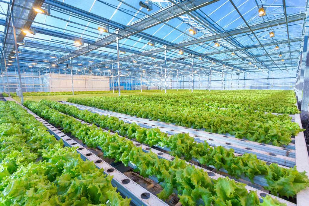 large commercial greenhouse growing green leaf lettuce