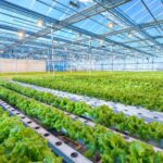 large commercial greenhouse growing green leaf lettuce